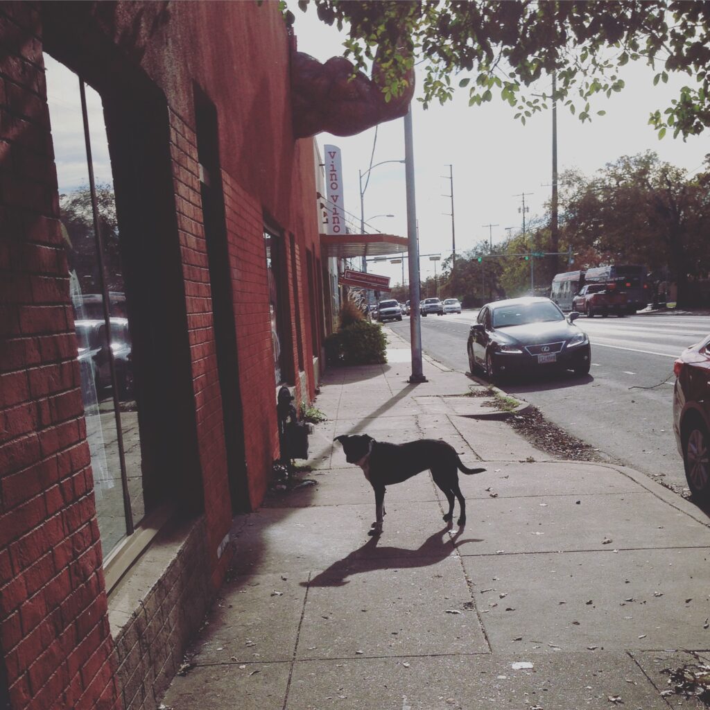 Eleanor, Hyde Park Gym's dog